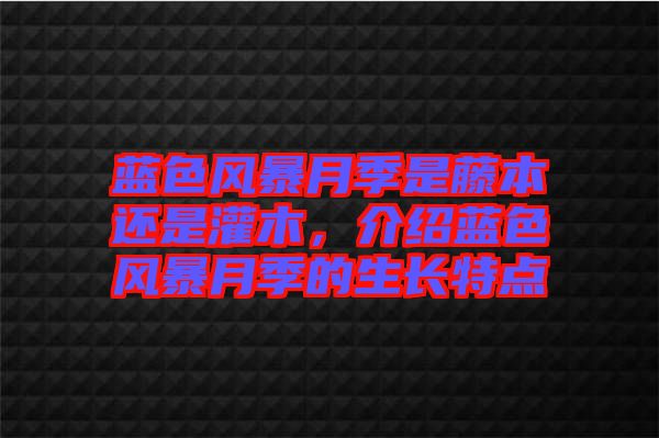藍色風暴月季是藤本還是灌木，介紹藍色風暴月季的生長特點